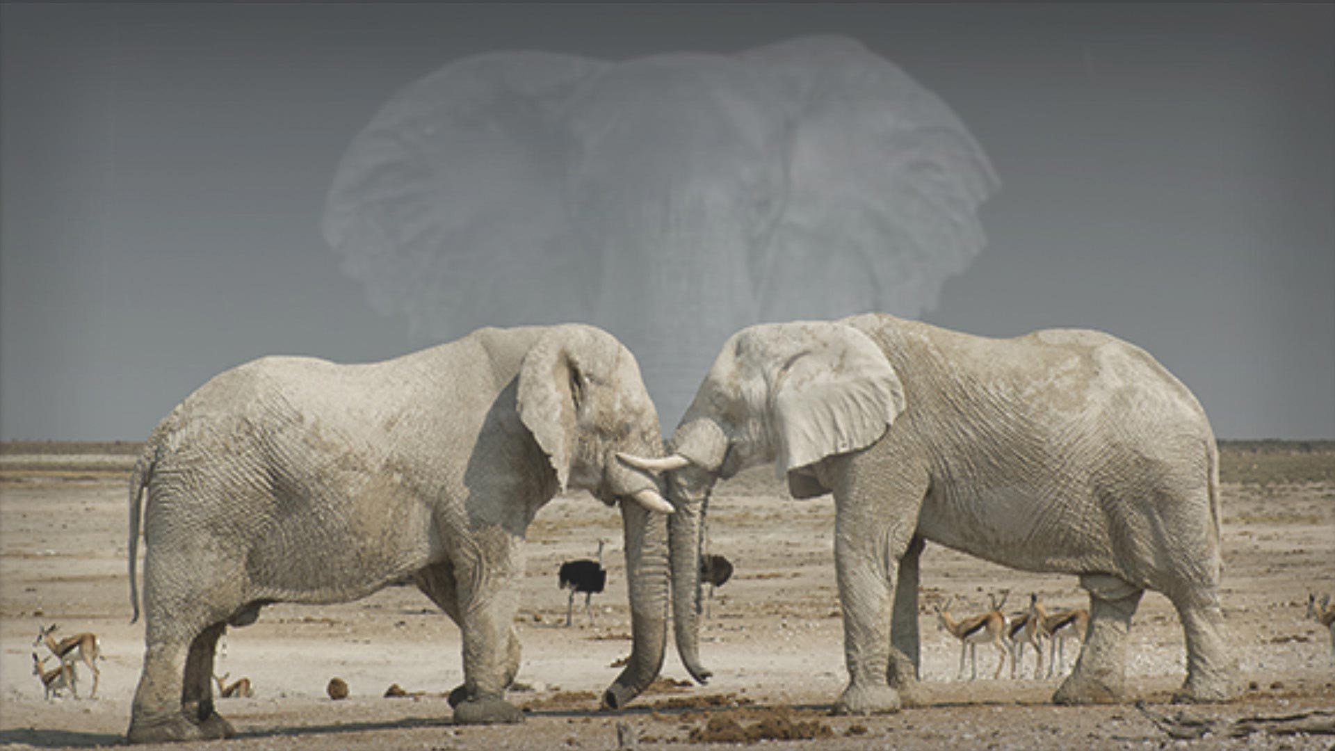 Ghost Elephants